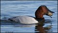 _1SB5451 canvasback drake with clam